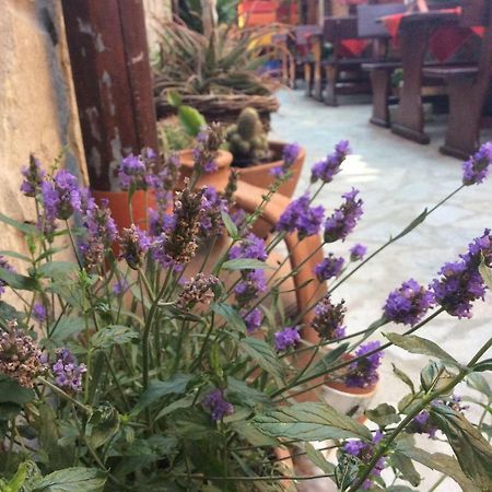 Guest House Gergana Primorsko Bagian luar foto